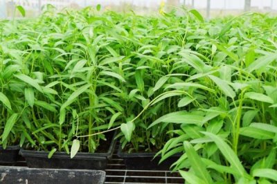 空心菜间距多少合适，行株距20×15cm左右