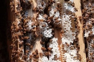 蜜蜂出现枣花蜜中毒情况如何处理，可对蜂群喷洒淡盐水