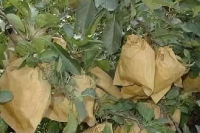 苹果套袋注意事项，应选用质量合格的纸袋