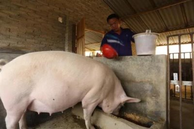 猪的食欲不好如何解决,需根据病因选择治疗方法