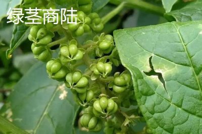 茎紫红商陆与绿茎商陆的区别，来源、植株和作用均不同