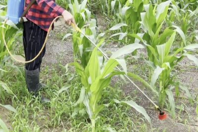 杀梢素和乙烯利可以一起用吗,通常情况下是可以一起使用的