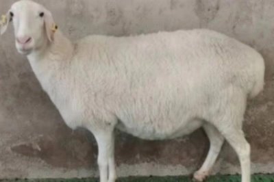 怎样养羊才能长得快,首先要选择生长速度较快的羊品种