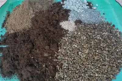 魔肥可以对什么花卉使用,对兰花施肥可以提高品质