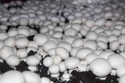 双孢菇的种植方法,在种植时必须要进行光照