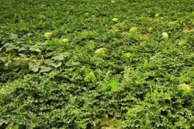 西瓜几月份成熟,通常在5-9月间成熟