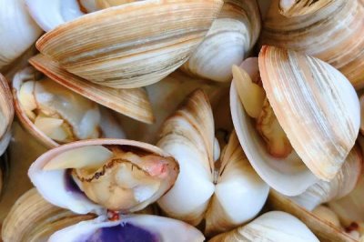 什么是白蛤，属于帘蛤目、马珂蛤科软体动物