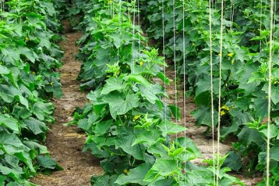 黄瓜的叶片上为什么出现白斑,可能是冷风直吹、温度不当、农药过量等因素导致