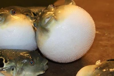 人工养殖的河豚有毒吗,含有毒素但要少于野生品种