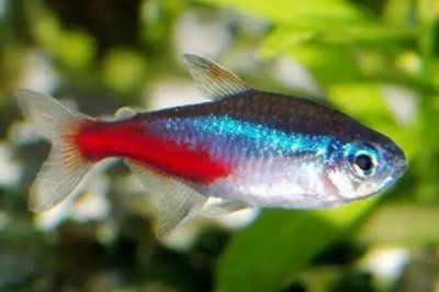 观赏鱼不喂的情况下能活几天,一般可以活一个月左右