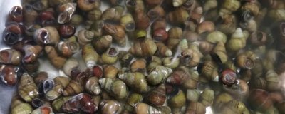 好吃的淡水螺有哪些品种，包括田螺、石螺、青蛳等种类