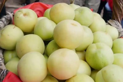 香白杏的价格,一斤需要1.5-5元左右