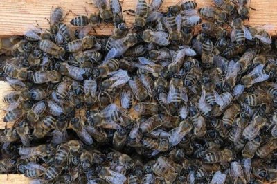 蜜蜂越冬最适温度是多少,最适温度是-2-8℃