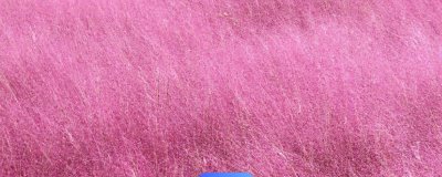 哪种花卉可以形成粉色花海，大面积的粉黛乱子草看起来就像云雾状粉色海洋