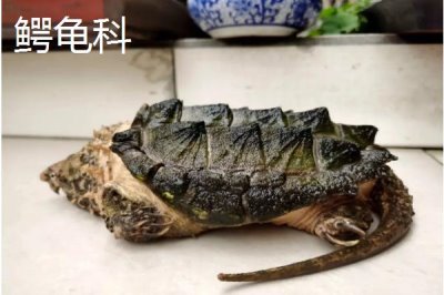 龟的种类,共有这12科