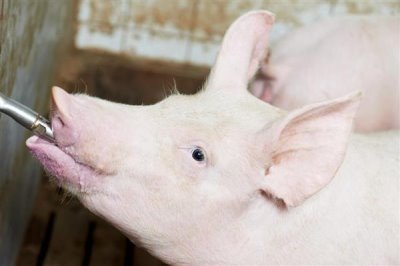 人工饲喂小猪能不能养活,喂食猪仔专用奶粉可让它存活