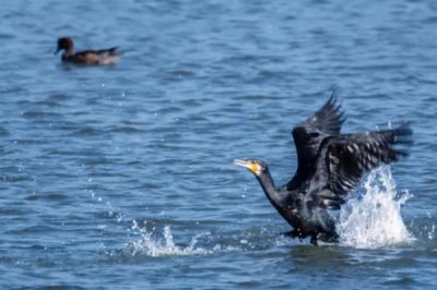 鸬鹚是国家几级保护动物,是国家二级保护动物
