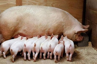 母猪一般晚上几点产仔,大多集中在凌晨或上午