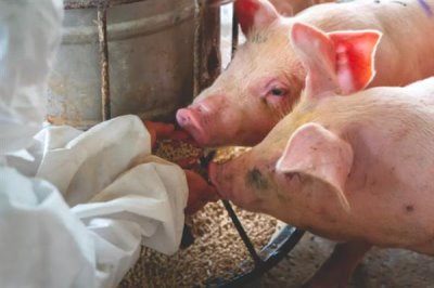 母猪一天喂几斤料，配种的当天饲喂量为1.6-1.8kg/天