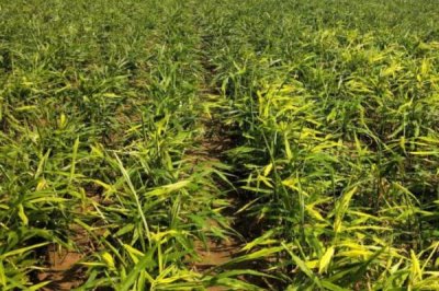 大姜死棵严重怎么防治,可采取培土、杀菌、施肥等措施