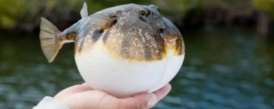 河豚和河鲀的区别是什么,科属、形态和产地均不同