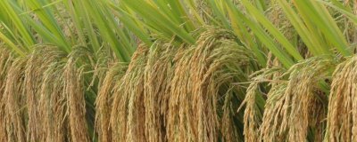 忠优壮苗水稻种简介,综合防治病虫害