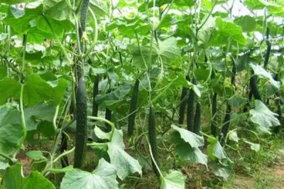 黄瓜从种植到收获的所需时间，经过90-120天左右才能采收