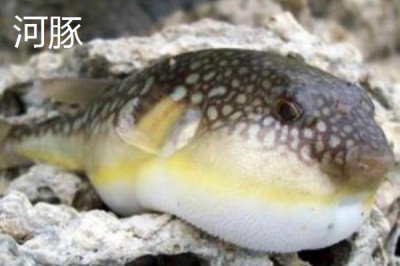 河豚和河鲀的区别是什么,科属、形态和产地均不同