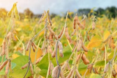有机大豆的生育期，根据复种需要来决定