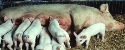 母猪一般晚上几点产仔,大多集中在凌晨或上午