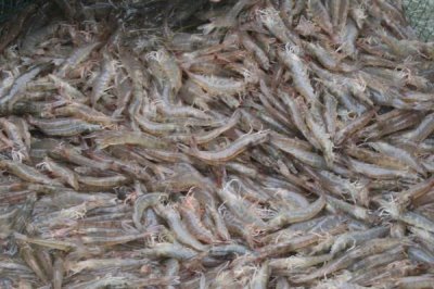 养虾过程中存在的问题,如有发病需及时治疗