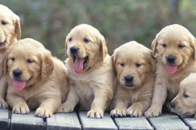 狗狗腿瘸的原因,可能是外伤、指甲过长或缺钙等