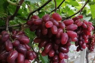 如何在家种植葡萄，首先应根据种植环境选好品种