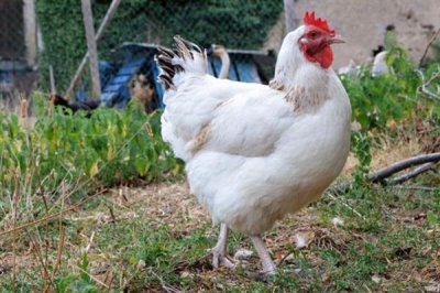 白羽肉鸡的生长周期,通常45天就可以出栏