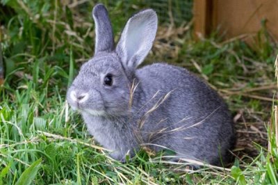 养兔需要具备哪些条件，首先根据数量决定场地大小