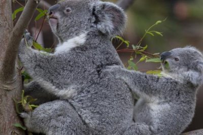 树袋熊的食物，幼崽会吃“屎”