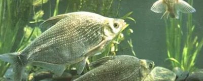 武昌鱼怎么养殖,根据鱼苗的大小分级饲养