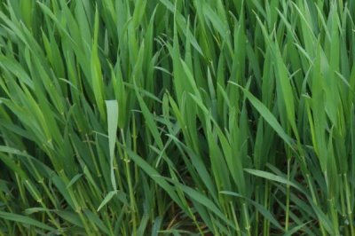 渭麦10号小麦种子介绍，注意防治病虫害