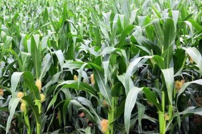 MD6016玉米种子特征特性,辽宁省春播生育期126天