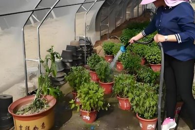 8月份能不能对菊花打顶，只能在当月上旬进行