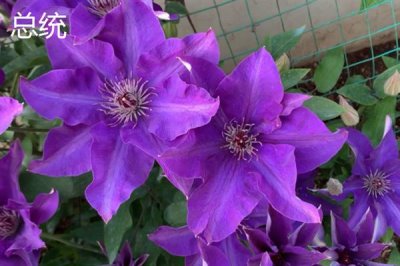 铁线莲的花语，寓意高洁美丽、和平和谐等