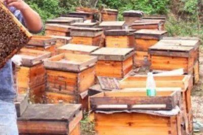 养蜂有没有补贴,取决于当地的政策