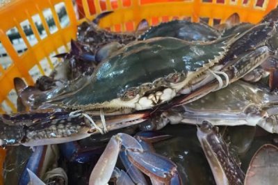 梭子蟹的分布范围,广泛分布于太平洋和印度洋海域