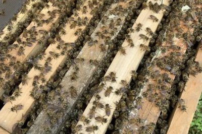 中蜂秋繁何时加脾，群势较强时可直接整张加脾