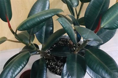 橡皮树春天可以扦插吗，橡皮树春天能扦插