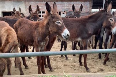 德州驴怎么育肥,一般育肥3-5个月
