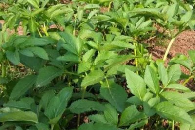 白芷的价格，一般在6-11元一斤