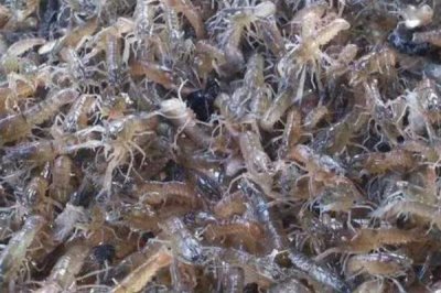 淡水虾怎么养殖，需要把水的ph值控制在5-7左右