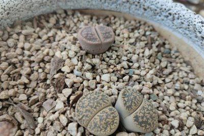 夏季如何养护生石花，适当遮阴能避免植株被晒伤