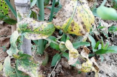 菜心有哪些病虫害防治措施,要选择抗病力强的品种